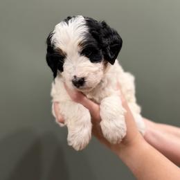 Bernedoodle Puppies from Anchorage Bernedoodles