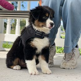 Girl 1 - Black tri-color female Australian Shepherd puppy in Hartville, Missouri from Stamper K9’s