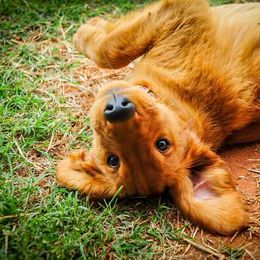 Golden Retriever Puppies from Tux Goldens