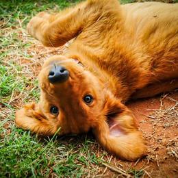 Golden Retriever Puppies from Tux Goldens