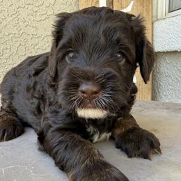 Boy 2 - Chocolate male Australian Labradoodle puppy in Sacramento, California from Delta Breeze Labradoodles