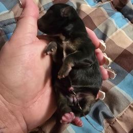 Mercedes - Fawn brindled black female Chihuahua puppy in Amity, Pennsylvania from Baxters Chihuahuas