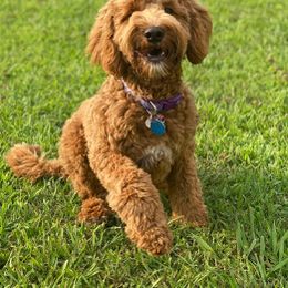 Goldendoodle and Labradoodle Puppies from Blessing Labradoodles, Goldendoodles, standard and mini’s