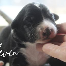 ELEVEN - Black tri-color female Australian Shepherd puppy in Pekin, Illinois from Rockin' Aussies