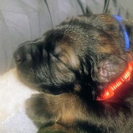 Sriracha - Sable female German Shepherd puppy in Royston, Georgia from Samhain Shepherds
