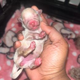 Chanel - Apricot female Poodle puppy in Gastonia, North Carolina from Precious pups dynasty kennel