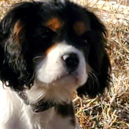 Atlas - Tri-color Cavalier King Charles Spaniel puppy in Rifle, Colorado from RoanCliff Cavaliers