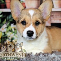 Pembroke Welsh Corgi Puppies from Northwynd Corgis