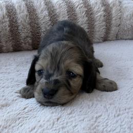 Donna - Wild boar and cream female Dachshund puppy in Gold Canyon, Arizona from Silverking Kennels
