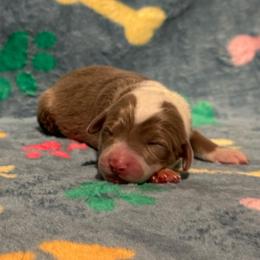 DOUGHNUT - Fawn and white male Sheepadoodle puppy in Riverside, California from Downtown Doodles & Frenchies