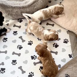 Cavalier King Charles Spaniels, Cavapoos, and Goldendoodles from 406springhilldoodles