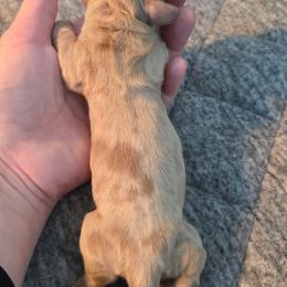 Isabella Dapple Girl - Fawn (Isabella) female Dachshund puppy in West Plains, Missouri from Spring Creek Dachshunds