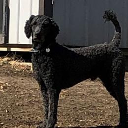 Blue - Poodle