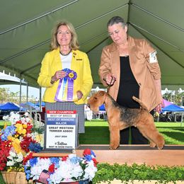 T - Lakeland Terrier
