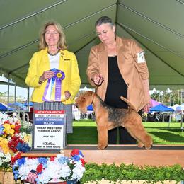 T - Lakeland Terrier