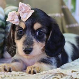 Ivy - Piebald female Dachshund puppy in Wakarusa, Indiana from PuppyLove Dachshunds