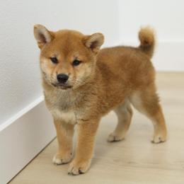 Bento - Red male Shiba Inu puppy in Houston, Texas from Sakura Blossom Shibas