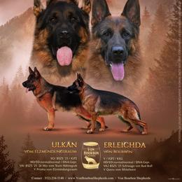 German Shepherd puppies from Von Bourbon Shepherds
