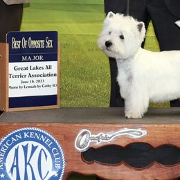 Leo - West Highland White Terrier