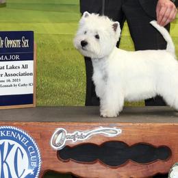 Leo - West Highland White Terrier