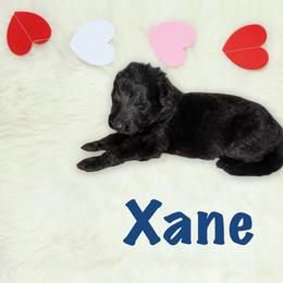 Xane - Black male German Shepherd puppy in Graham, Washington from Wildeflecken Shepherds