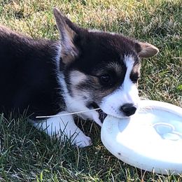 Pembroke Welsh Corgi Puppies from Desert Sage Pembroke Corgis