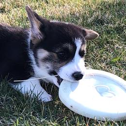 Pembroke Welsh Corgi Puppies from Desert Sage Pembroke Corgis
