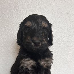 Schnoodle Puppies from Gooch Canines (Giant Schnoodles)