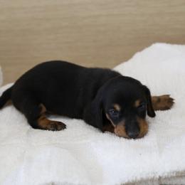 Dex - Black male Dachshund puppy in Jurupa Valley, California from Divine Doxies