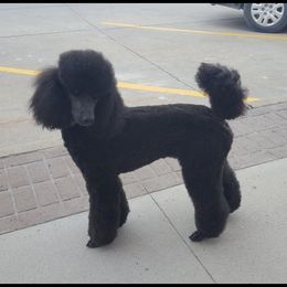 Sky - Poodle