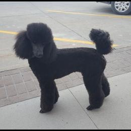 Sky - Poodle
