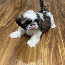 Shih Tzu Puppies from Willow Lane Shih Tzus