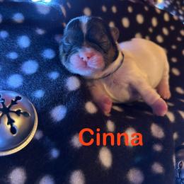 Shih Tzu Puppies from D’s Shih Tzu