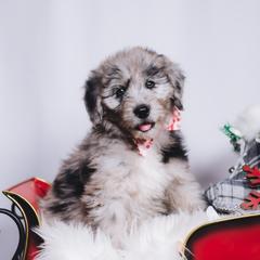 Bordoodle Puppies from 2J 2K Bordoodles