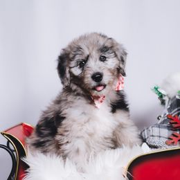 Bordoodle Puppies from 2J 2K Bordoodles