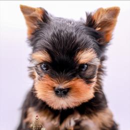 Yorkshire Terrier Puppies from Essence of Grace Yorkies