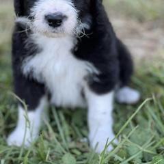 Bernedoodle, Bordoodle, and Poodle Puppies from FARMHOUSE DOODLES