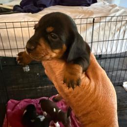 Girl 3 - Black and tan female Dachshund puppy in Paisley, Florida from Pantheon Dachshunds