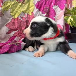 Jörde - Black and white male Border Collie puppy in Max, Nebraska from Stag Valley Homestead
