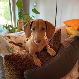 Dachshund Puppies from Salchi Dog miniature dachshunds