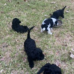 Cavapoo and Shihpoo Puppies from Haus of Doodles