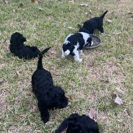 Cavapoo and Shihpoo Puppies from Haus of Doodles