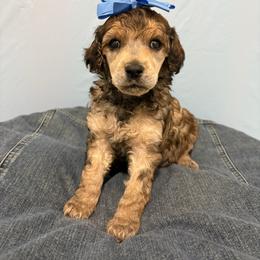 Lovey - Sable female Poodle puppy in Conway, Arkansas from Arkansas River Poodles