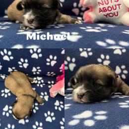 Michael - Red gold male Lhasa Apso puppy in Cincinnati, Ohio from Shangri-La Lhasa Apsos