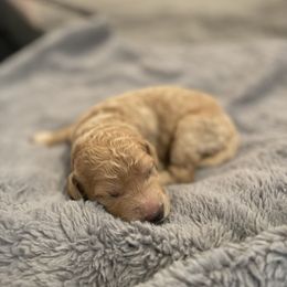 Goldendoodle Puppies from Fluff Puff Doodles