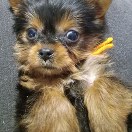Yorkshire Terrier Puppies from Melody & Gingers Yorkies