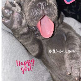 Neapolitan Mastiff Puppies from Battle Born Neos