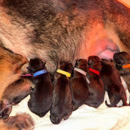 Red Collar - Sable female German Shepherd puppy in Prospect, Connecticut from Di Massimo Canile