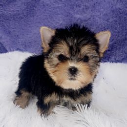 Yorkshire Terrier Puppies from The Royal Yorkie Den LLC