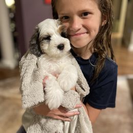 Australian Mountain Doodle and Bernedoodle Puppies from Boxwood Doodles